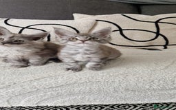 Maine Coon cats for sale: Beautiful GCCF Mainecoon kittens  - Image 10
