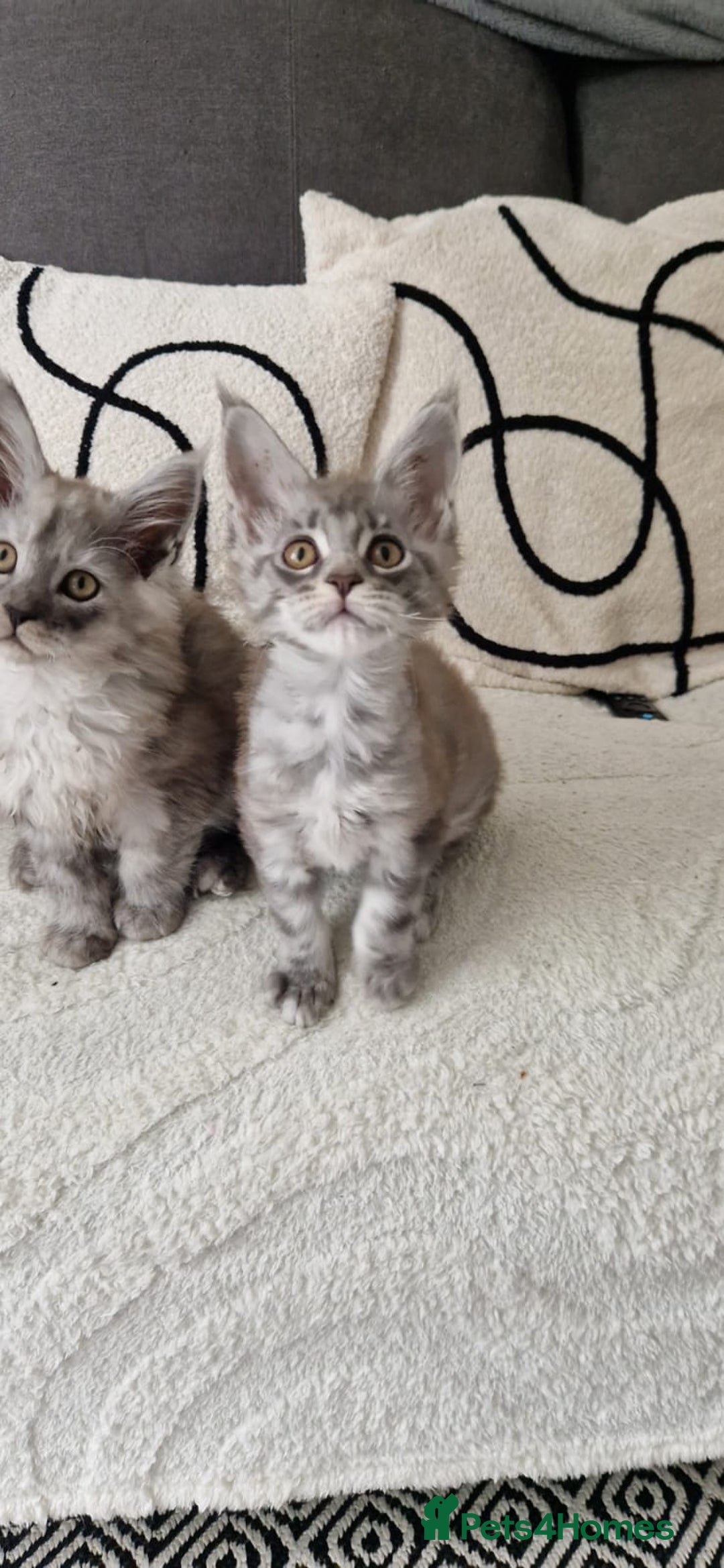 Maine Coon cats for sale: Beautiful GCCF Mainecoon kittens  - Image 10