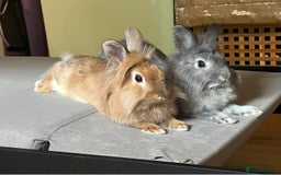 Lionhead rabbits for sale: Bambi & Thumper looking for a new loving home  - Image 1
