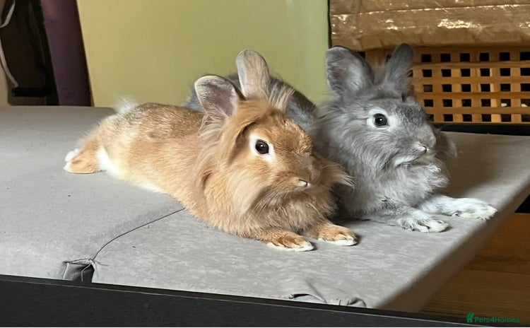 Lionhead rabbits - Advert 7