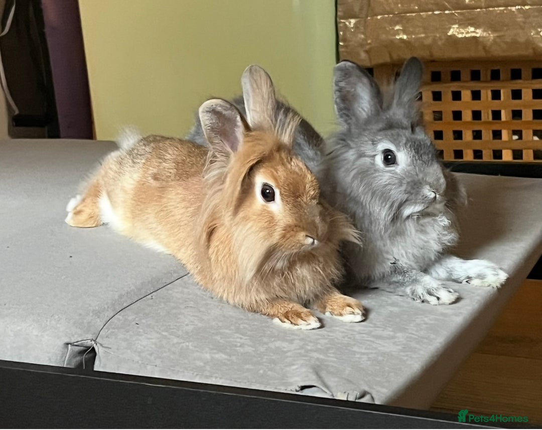 Lionhead rabbits for sale: Bambi & Thumper looking for a new loving home  - Image 1