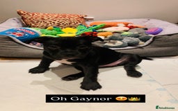 American Bully dogs for sale: Pocket bully pup - Image 2