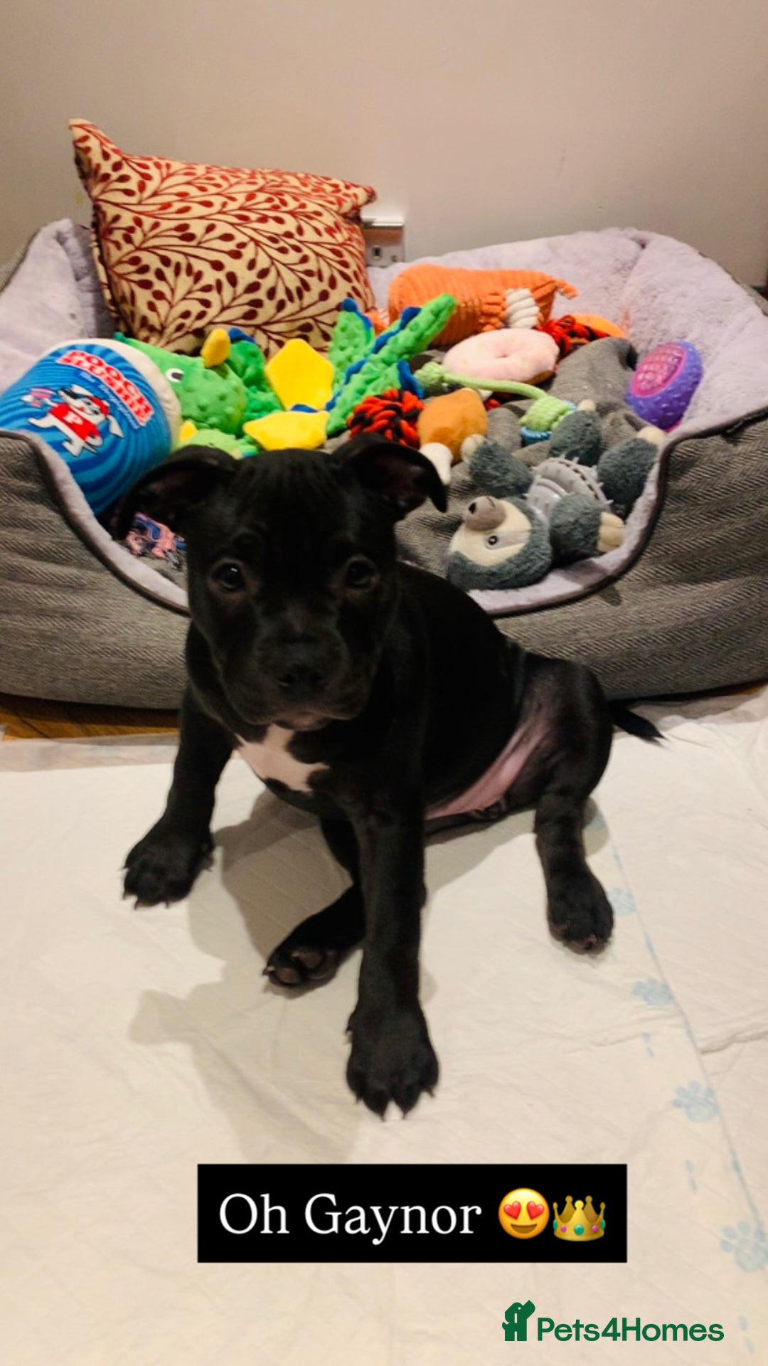 American Bully dogs for sale: Pocket bully pup - Image 2