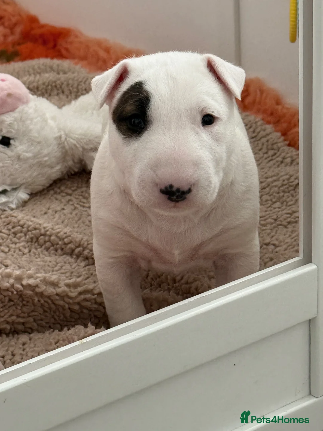 English Bull Terrier dogs for sale: Beautiful bull terrier available  - Advert 6