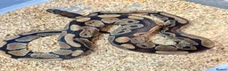 Python Snake reptiles for sale: Royal ball python  - Advert 5