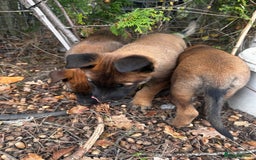 Belgian Shepherd Dog dogs for sale: Male Belgium shepherd pup - Image 3