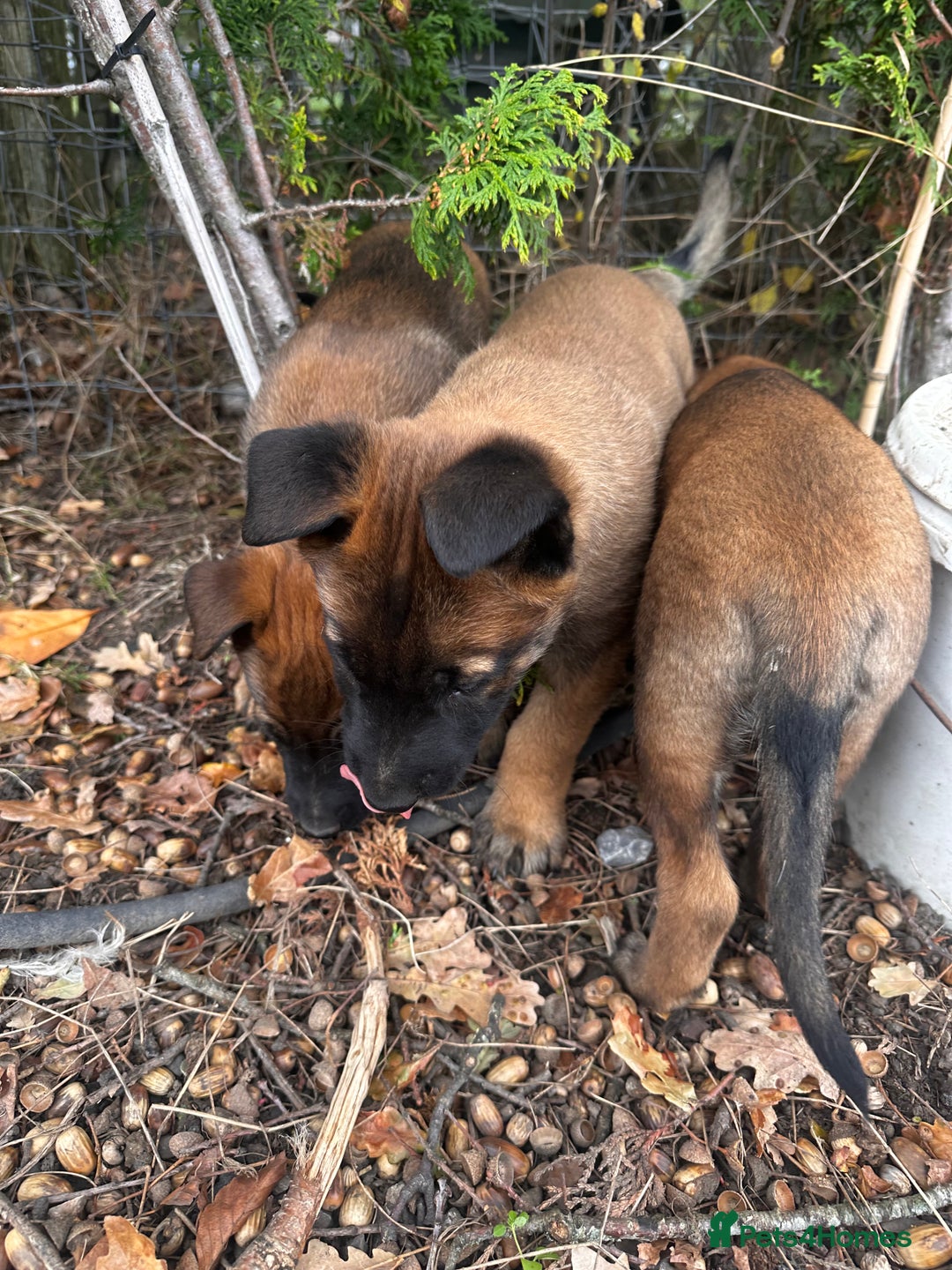 Belgian Shepherd Dog dogs for sale: Male Belgium shepherd pup - Image 3