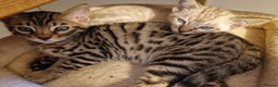 Mixed Breed cats for sale: Bengal, Siamese mix. 7/8ths Bengal 1 /8th Siamese  - Advert 5