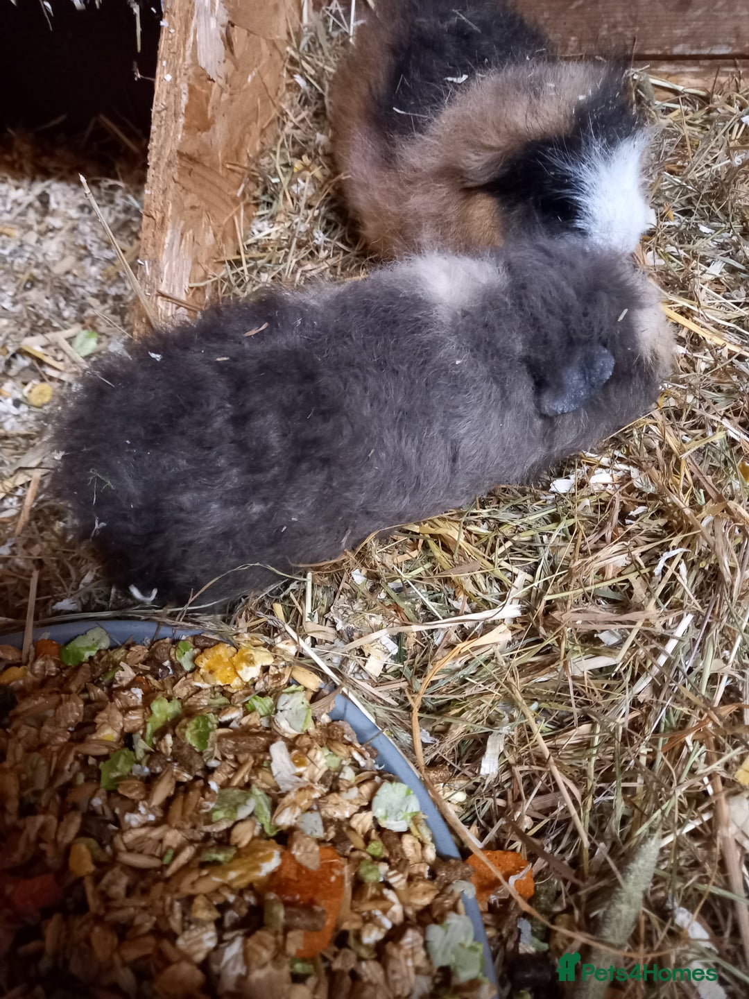 Guinea Pig rodents for sale: Swiss baby guinea-pigs  - Advert 11