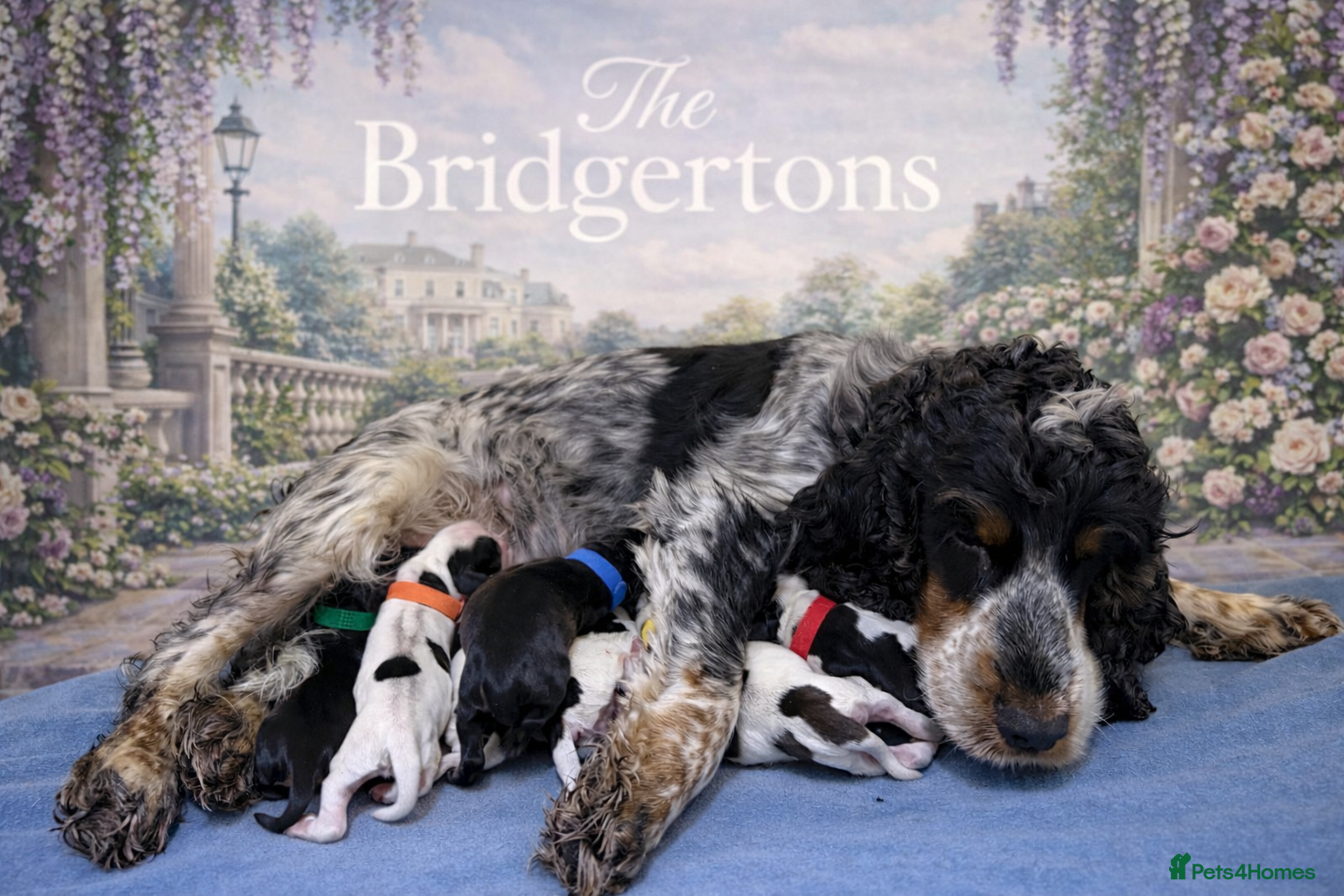 Cocker Spaniel dogs TRUE TO TYPE SHOW COCKER SPANIELS - Advert 1