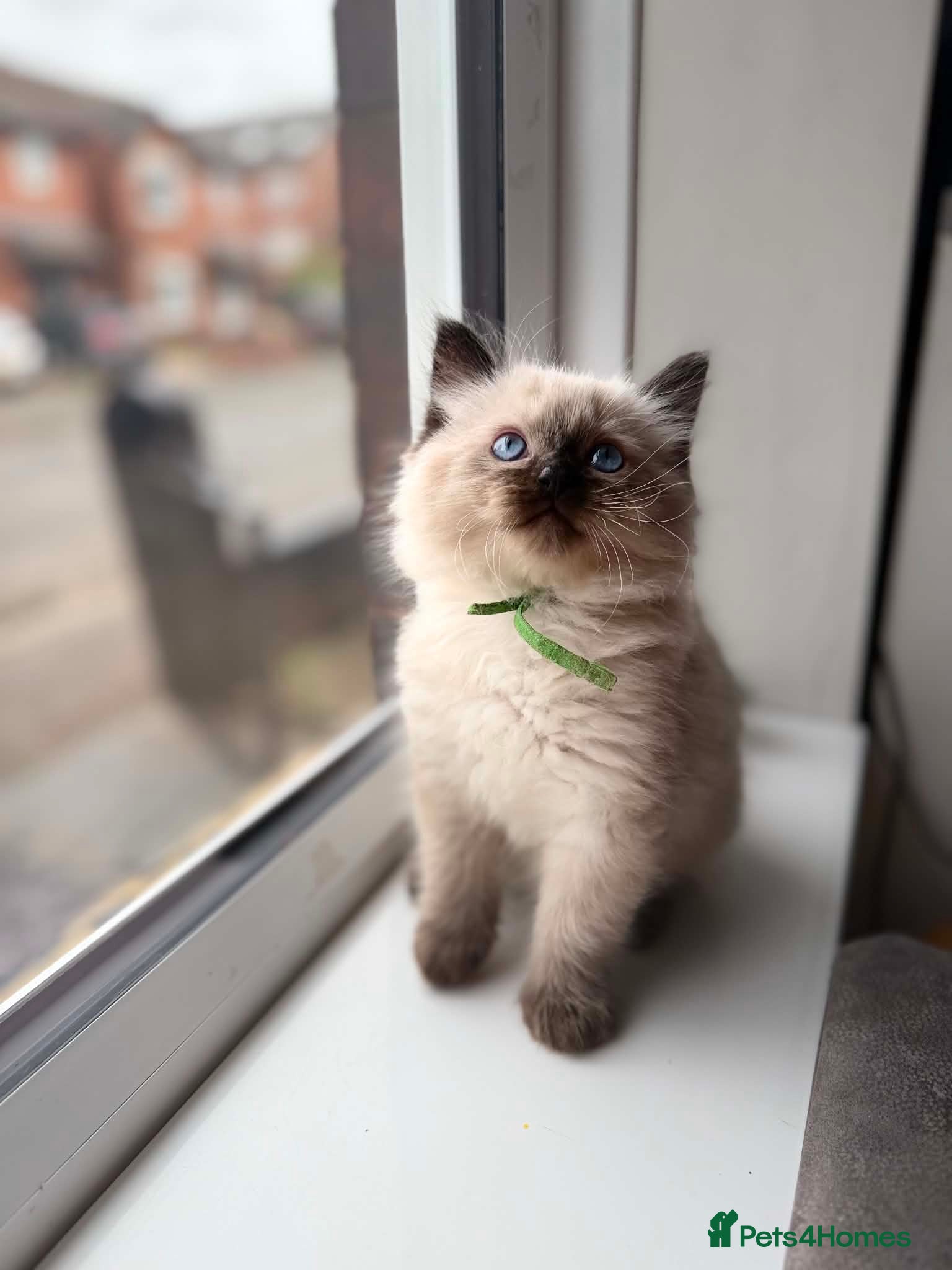 Ragdoll cats for sale: READY NOW RAGDOLL KITTENS  - Advert 15