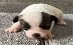 Jack Russell dogs for sale: 6 Jack Russell Puppies  - Advert 11
