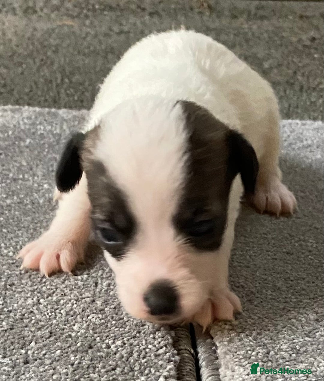 Jack Russell dogs for sale: 6 Jack Russell Puppies  - Advert 11