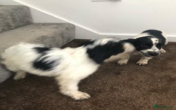 Sproodle dogs for sale: Sproodle - Image 15
