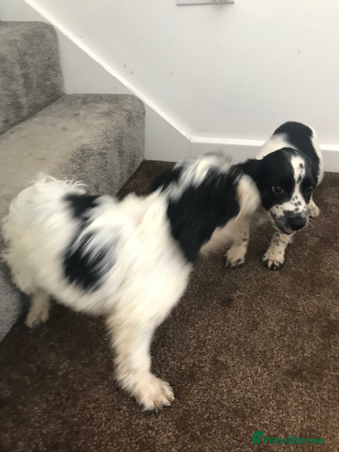 Sproodle dogs for sale: Sproodle - Image 15