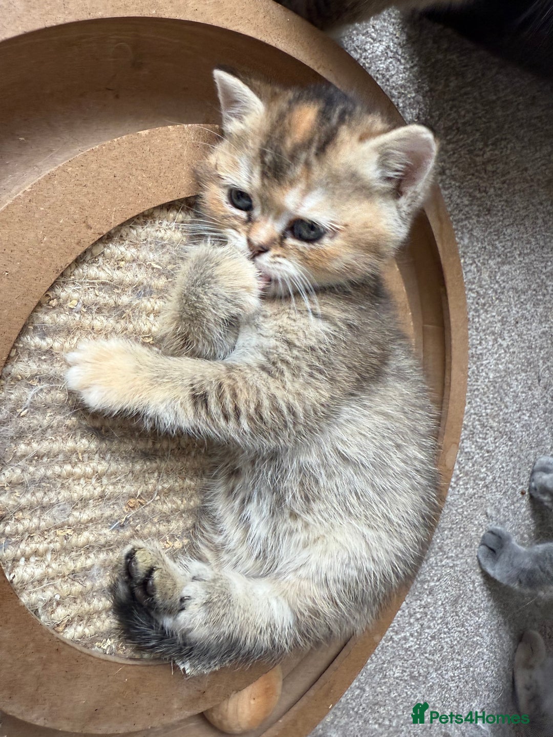 British Shorthair cats for sale: BSH champion lines - Image 19