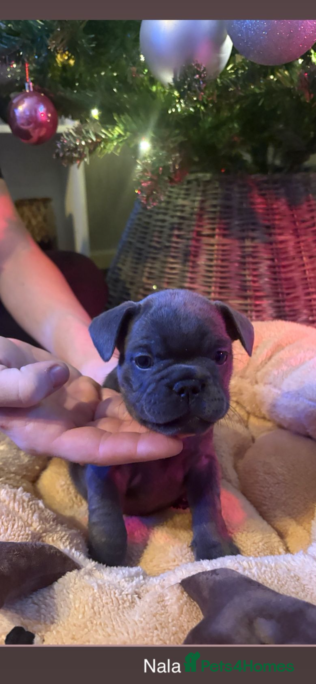 French Bulldog dogs for sale: French bulldog puppies - Advert 2