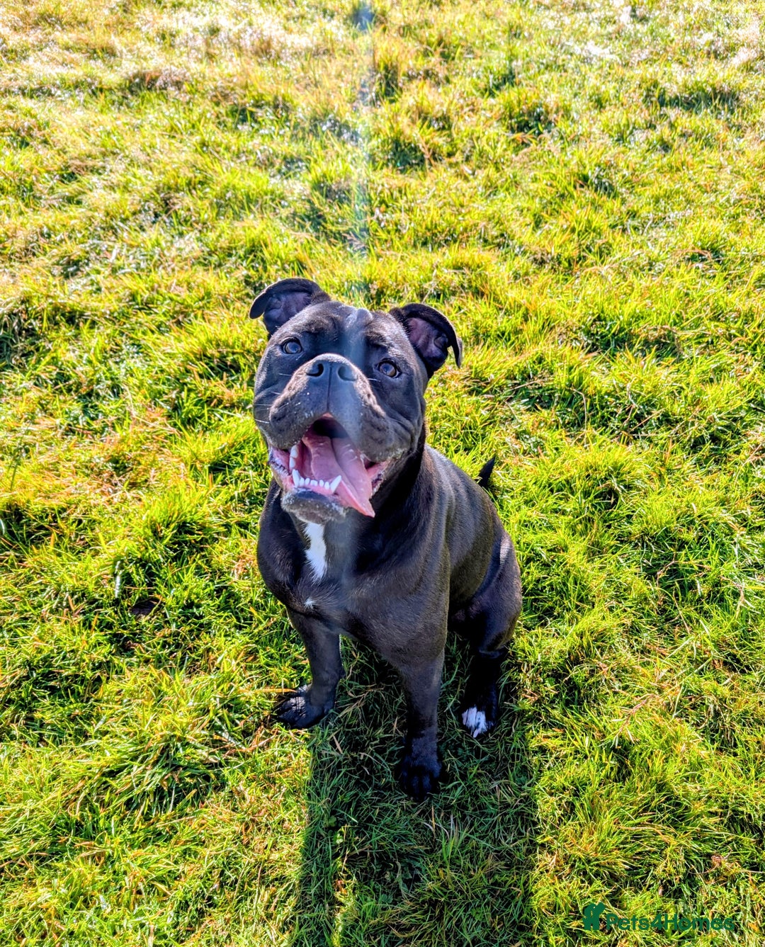 Old Tyme Bulldog dogs for sale: Female old tyme bulldog - Advert 5