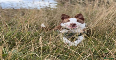 Border Collie dogs - Advert 11