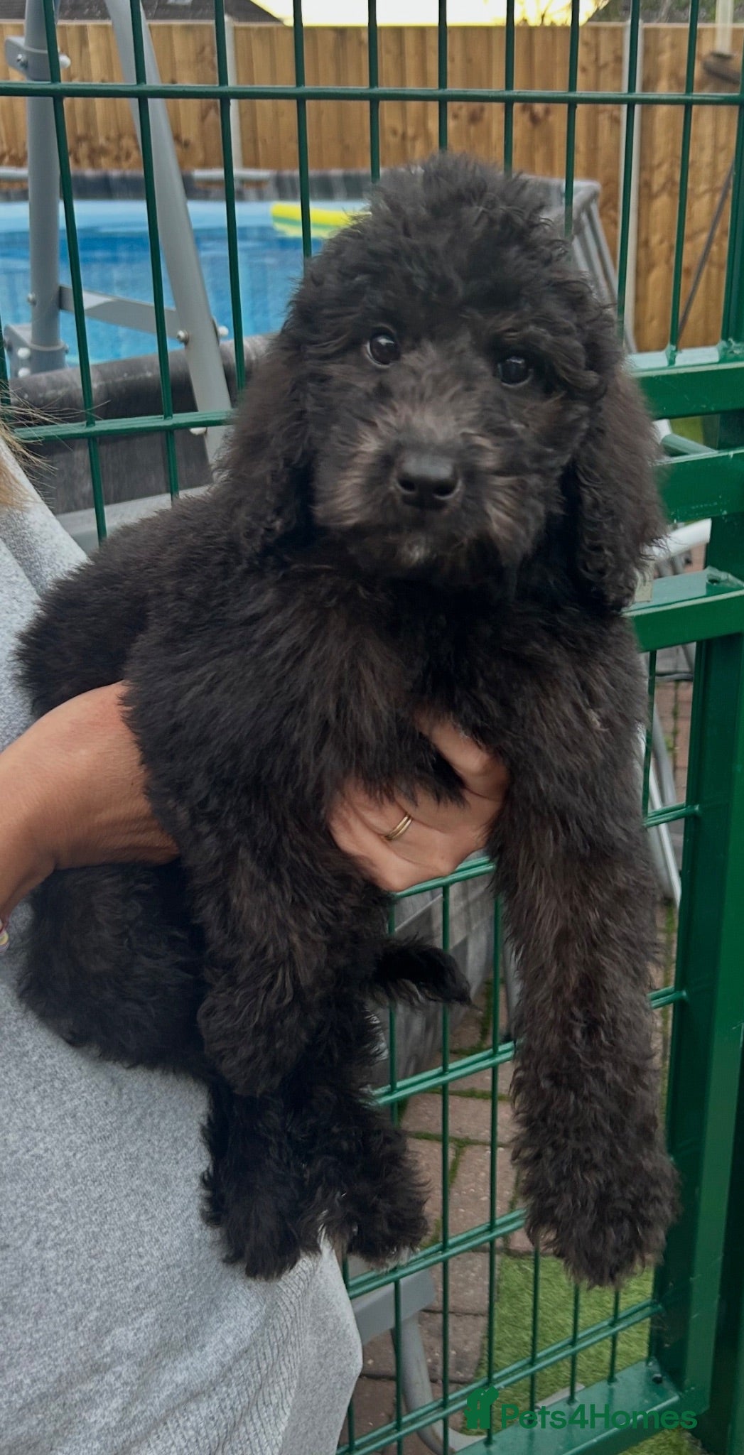 Labradoodle dogs Chunky health tested f1bb standard labradoodles  - Advert 2