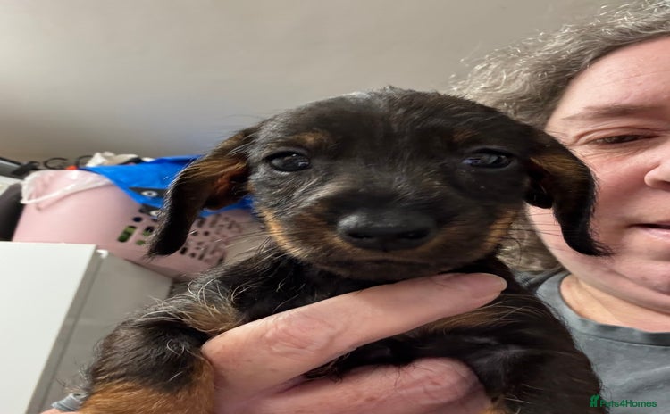 Miniature Dachshund dogs - Advert 9