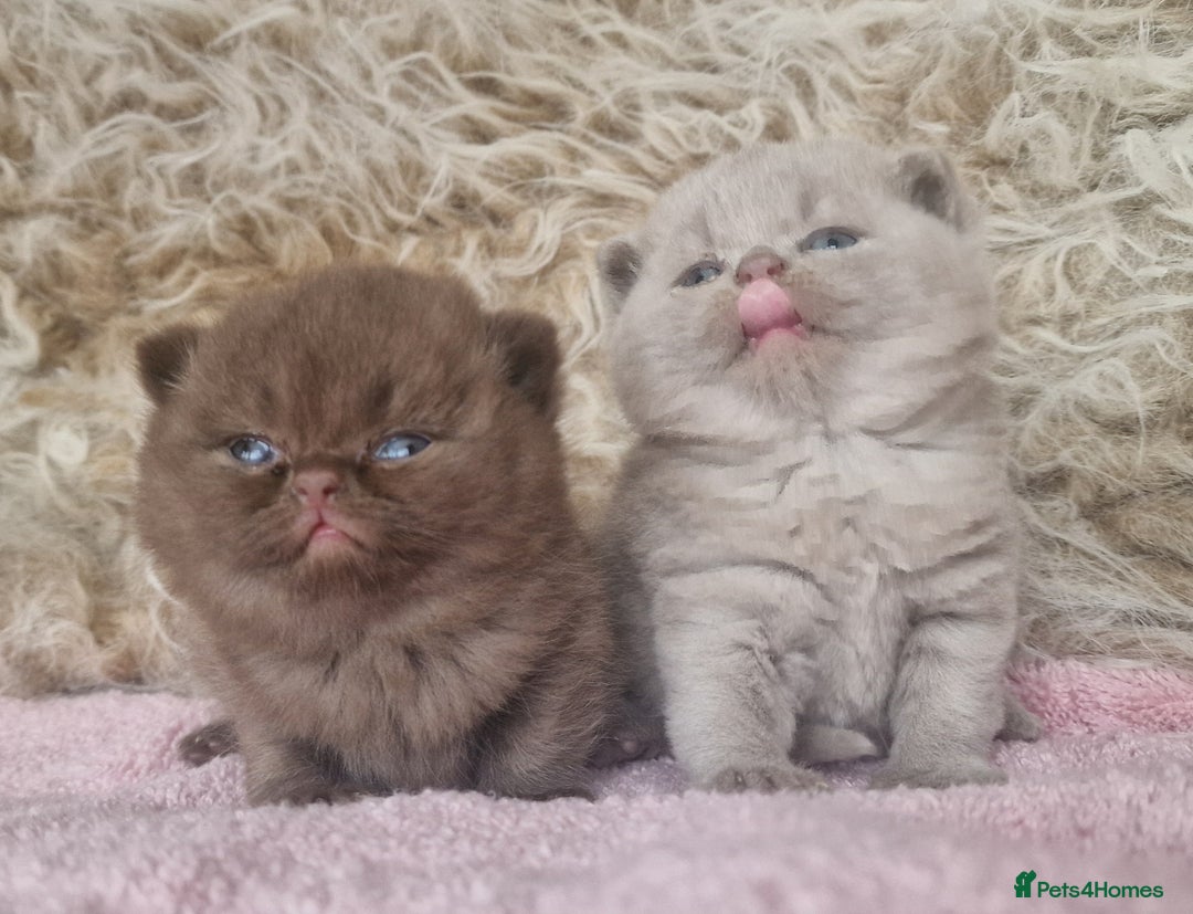 British Shorthair cats for sale: Tica registered British Shorthair kittens Champion - Image 5