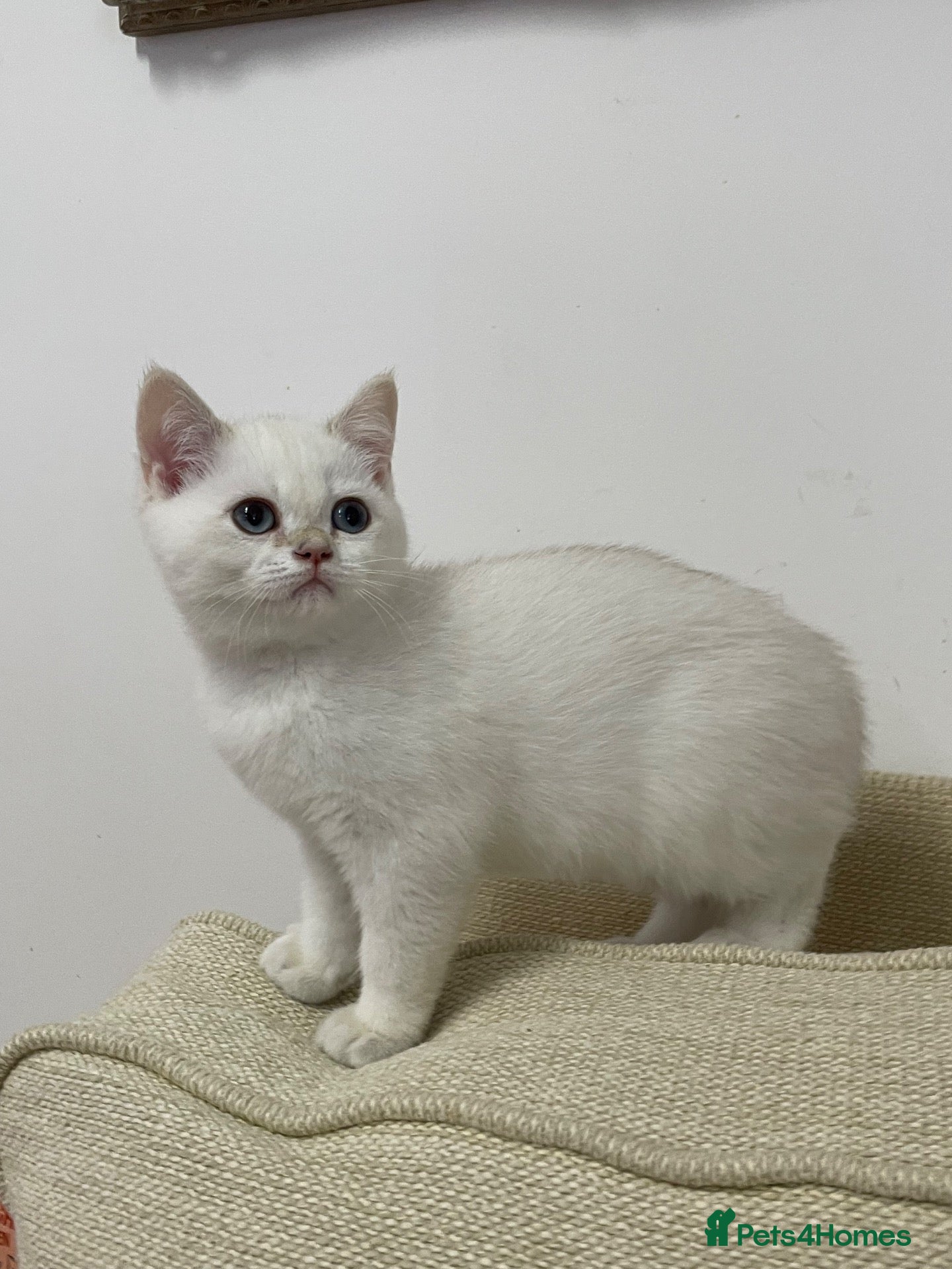 British Shorthair cats very beautiful BSH golden point  - Advert 15