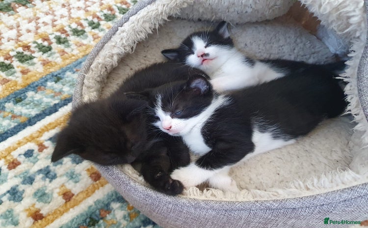 Mixed Breed cats for sale - Advert 1