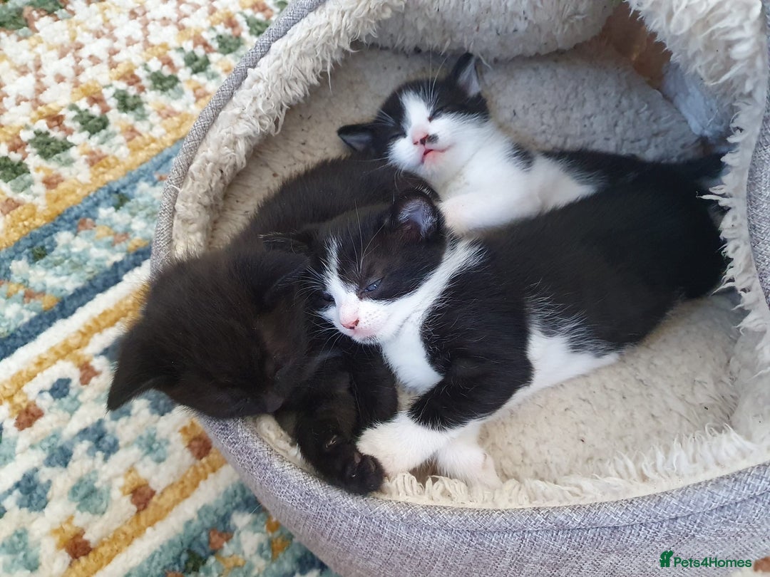 Mixed Breed cats for sale: 3 beautiful kittens looking for forever homes - Image 1