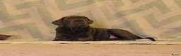 Cane Corso dogs for sale:  Health-Tested Cane Corso Puppies 🐾 - Advert 14