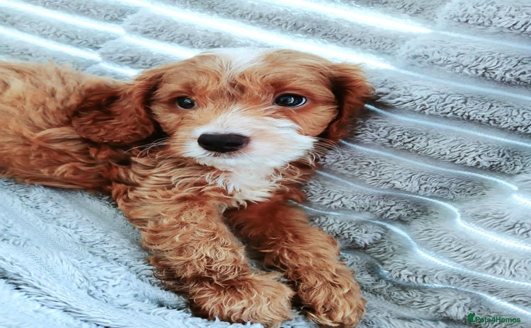 Cavapoo dogs - Advert 1