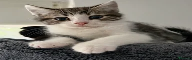 Scottish Fold Kitten 2