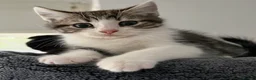 Scottish Fold cats for sale: Adorable kittens - Advert 2