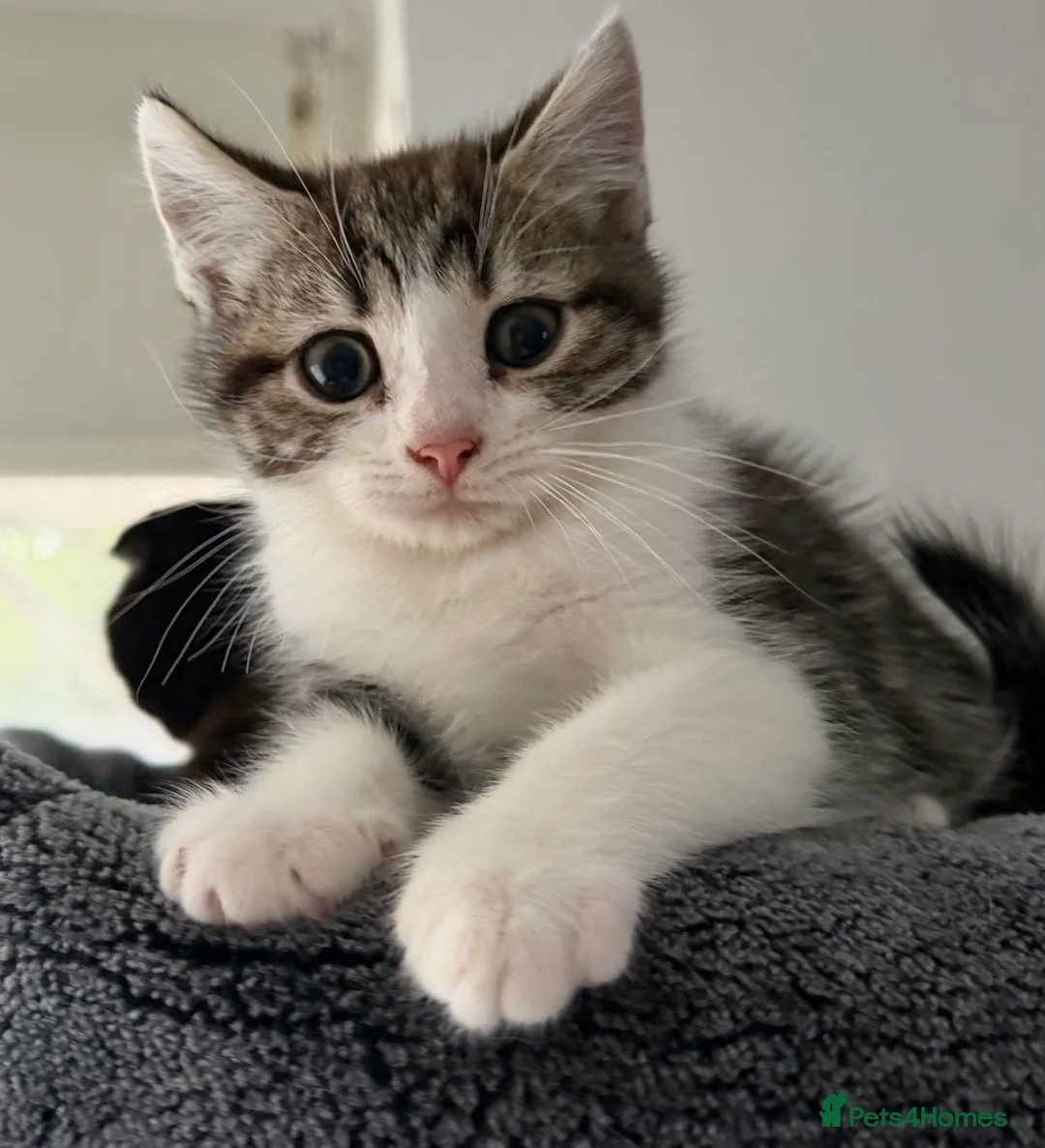 Scottish Fold cats for sale: Adorable kittens - Advert 2