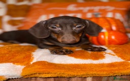 Miniature Dachshund dogs for sale: 🩷💙Stunning KC Mini Dachshund Puppies💙 - Image 11
