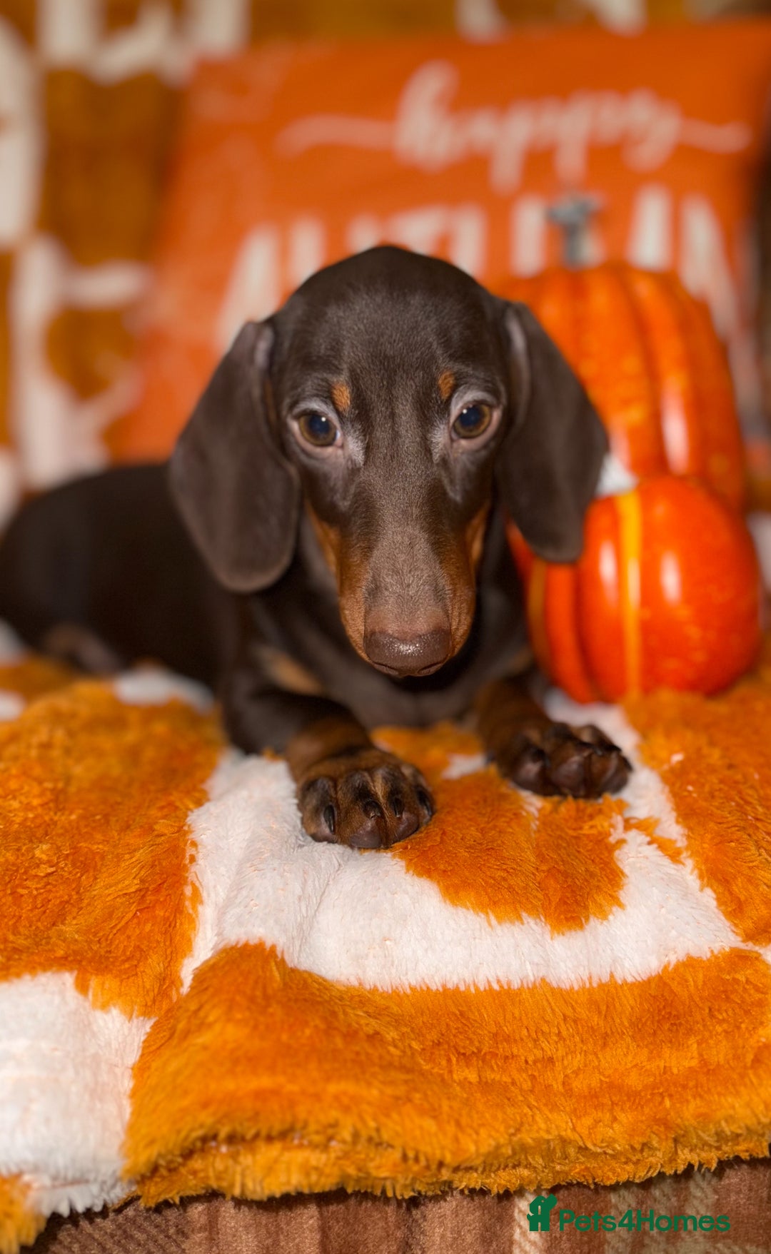 Miniature Dachshund dogs for sale: 🩷💙Stunning KC Mini Dachshund Puppies💙 - Image 11