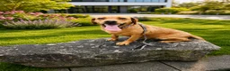 Goldador dogs for sale: Beautiful f1 Goldador puppies - Advert 1