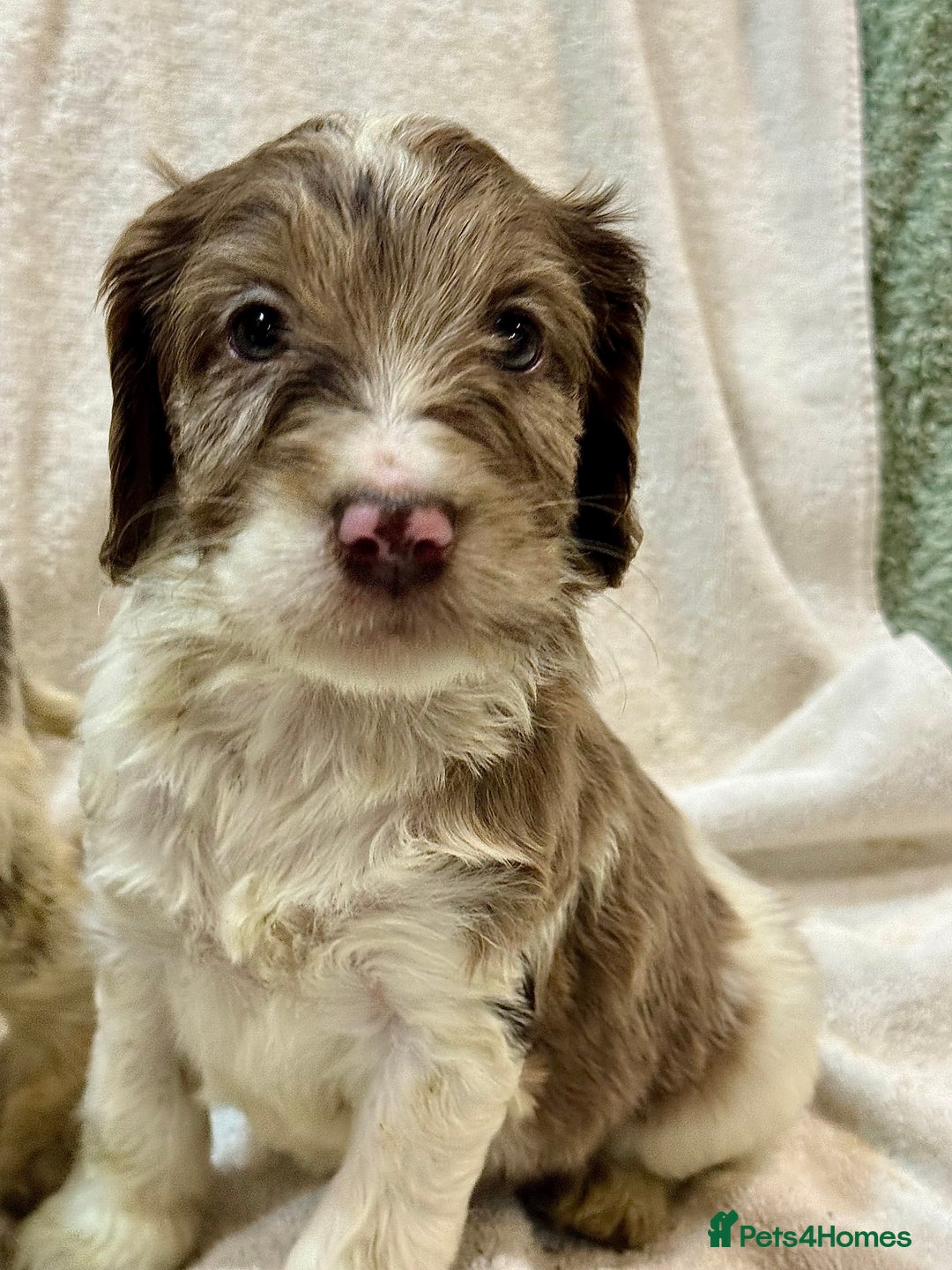 Cockapoo dogs for sale: F1 Standard Rare Parti, Solid and Merle Cockapoos - Advert 1