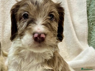 Cockapoo dogs F1 Standard Rare Parti, Solid and Merle Cockapoos - Advert 3