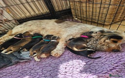 Cocker Spaniel dogs for sale: KC show cocker spaniel puppies - Image 10