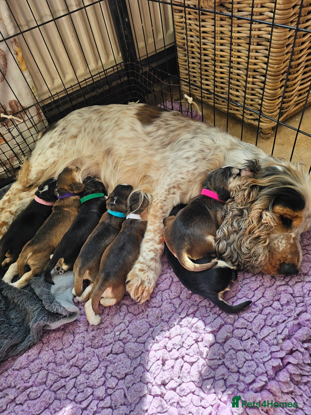 Cocker Spaniel dogs for sale: KC show cocker spaniel puppies - Image 10