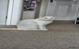 Turkish Angora cats for sale: Lovely cat looking for new home - Image 2