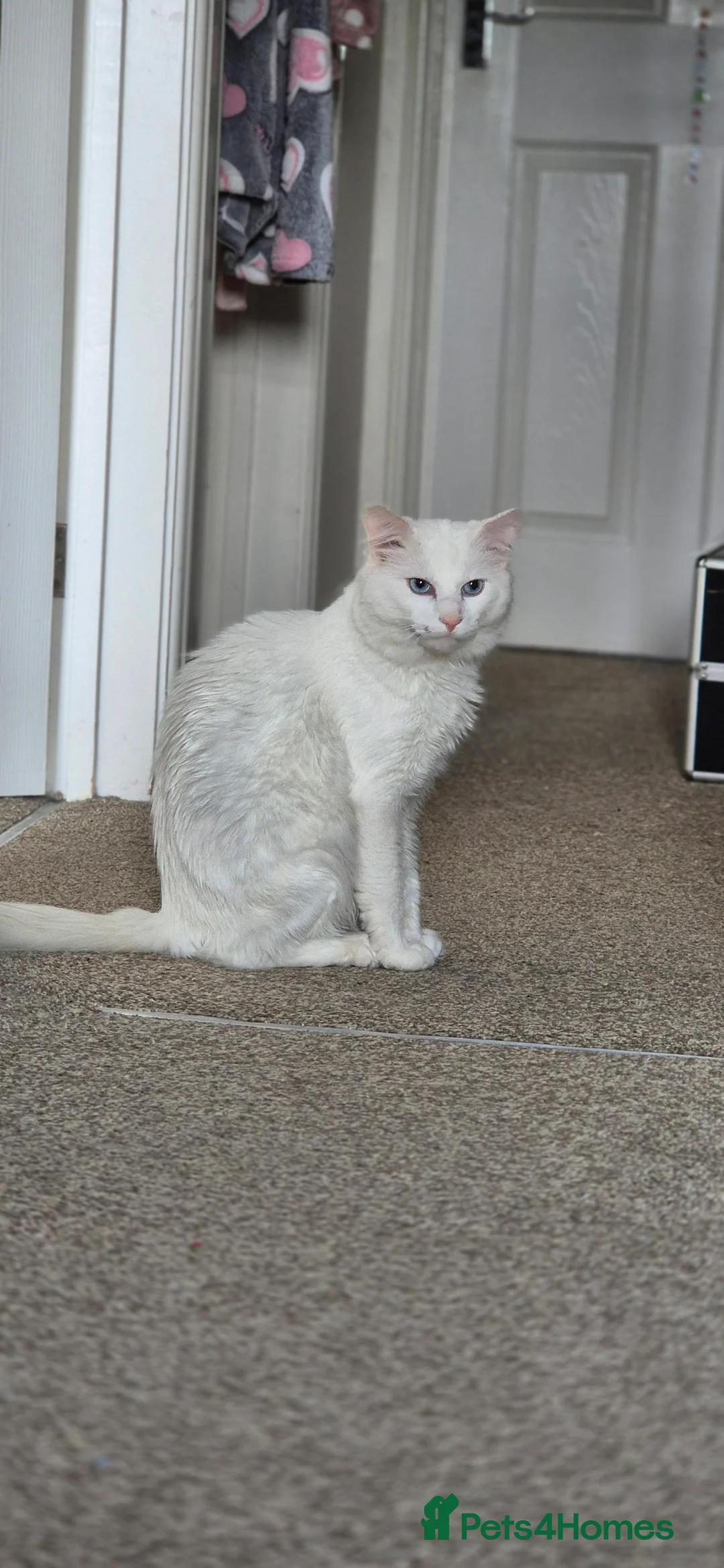 Turkish Angora cats for sale: Lovely cat looking for new home - Advert 2