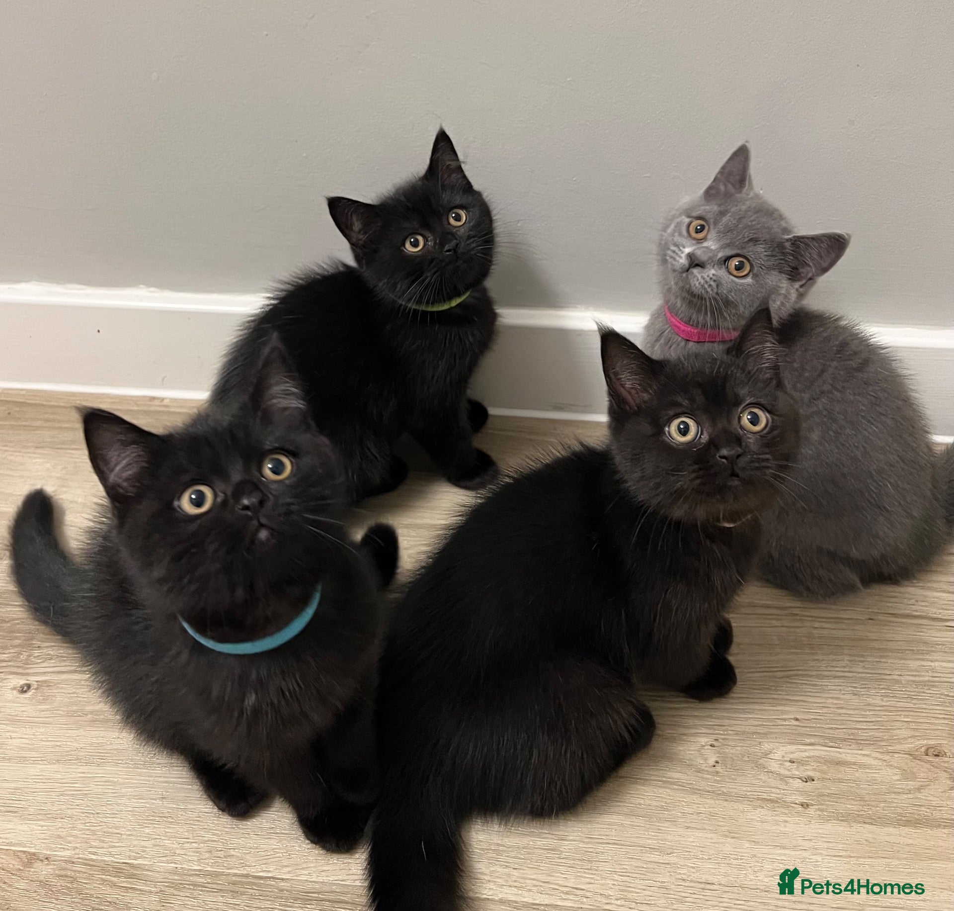 British Shorthair cats ✨ beautiful black/blue British Shorthair kittens✨ - Advert 15