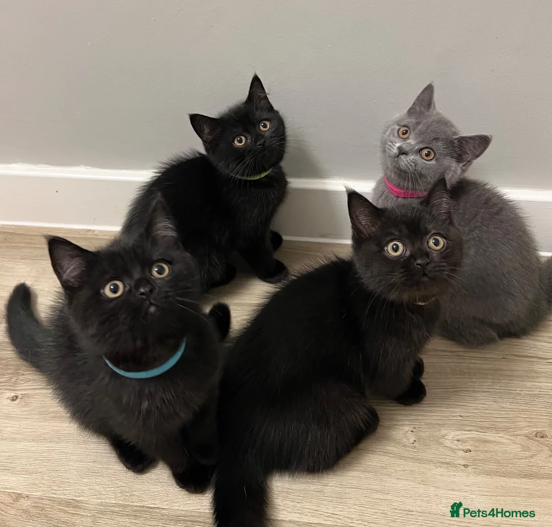 British Shorthair cats for sale: ✨ beautiful black/blue British Shorthair kittens✨ - Advert 1