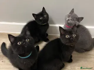 British Shorthair cats ✨ beautiful black/blue British Shorthair kittens✨ - Advert 15