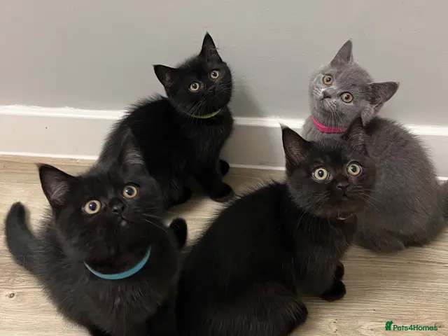 British Shorthair cats ✨ beautiful black/blue British Shorthair kittens✨ - Advert 2