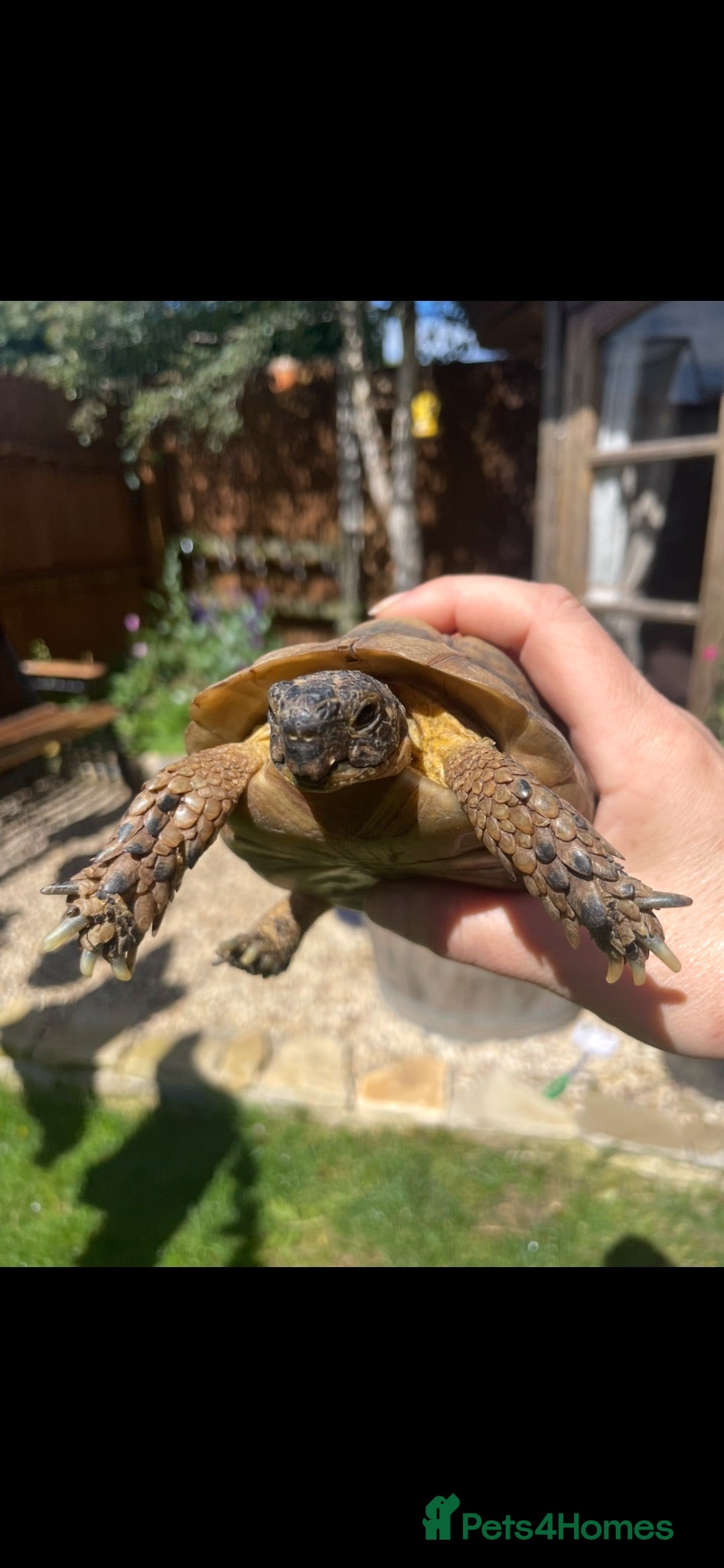 Tortoise reptiles Tortoise - Advert 1