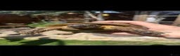 Tortoise reptiles for sale: Tortoise - Advert 1