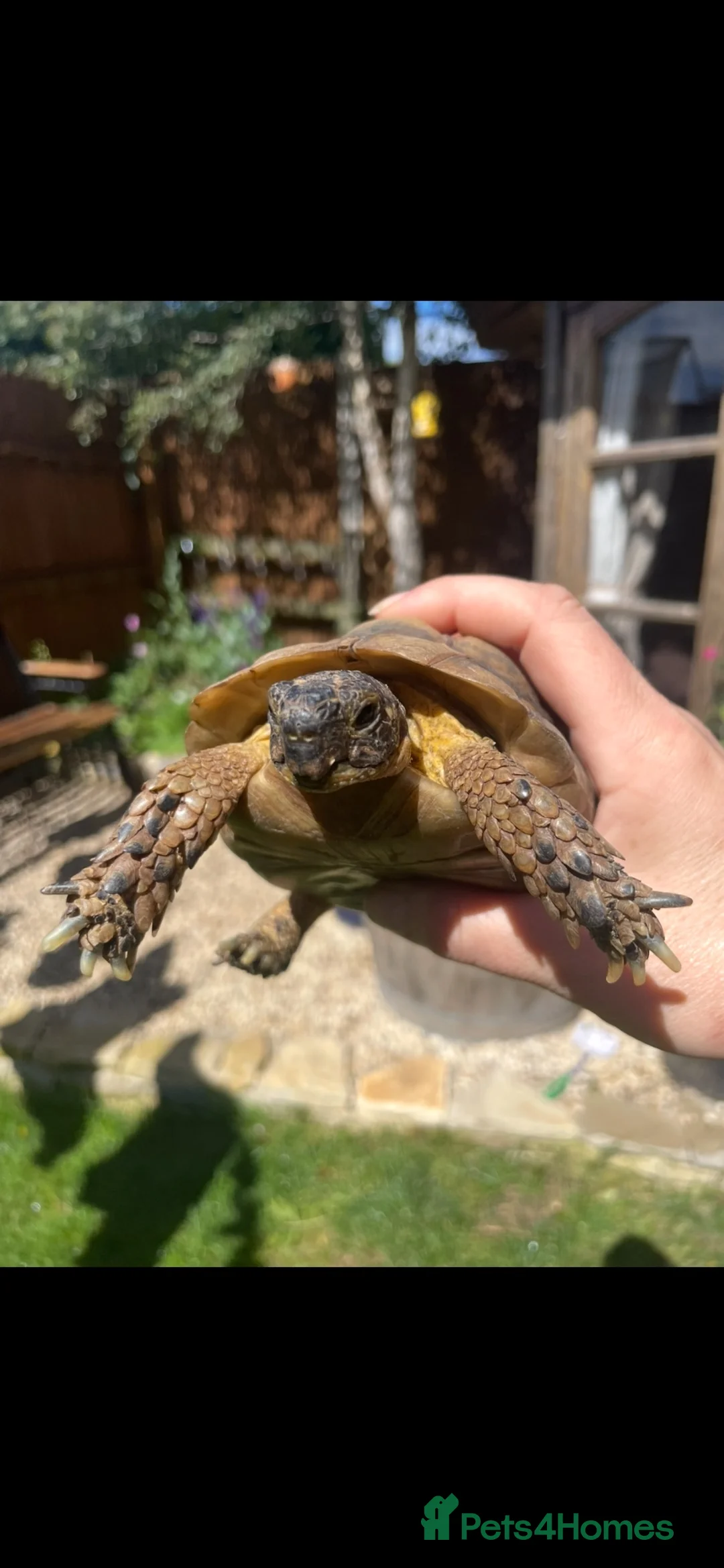 Tortoise reptiles for sale: Tortoise - Advert 1